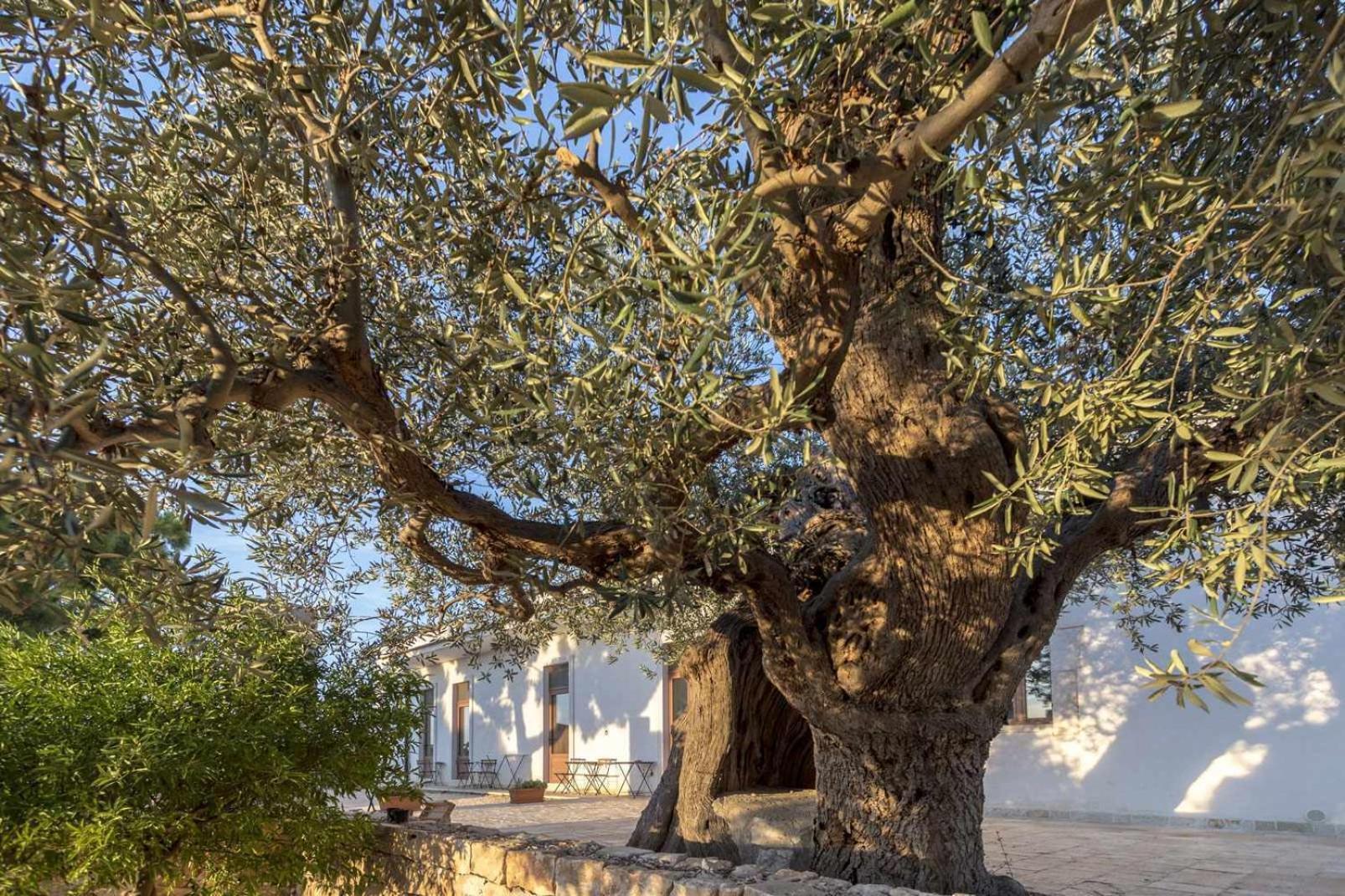 Masseria Fanizzi Конверсано Номер фото